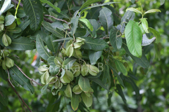 Terminalia arjuna